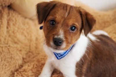 Portrait of cute mixed breed puppy