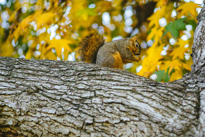 Low angle view of squirrel on tree