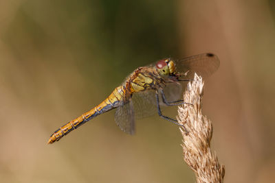 Close-up of butterfly on twig