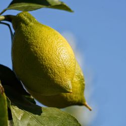 Close-up of fruit