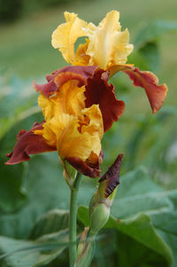 Close-up of yellow flowering plant