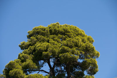 Low angle view of tree against blue sky