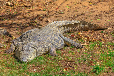 High angle view of crocodile in a field