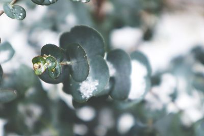 Close-up of water drops on plant