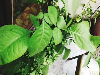 High angle view of leaves in potted plant