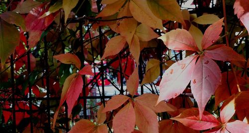 Full frame shot of autumnal leaves