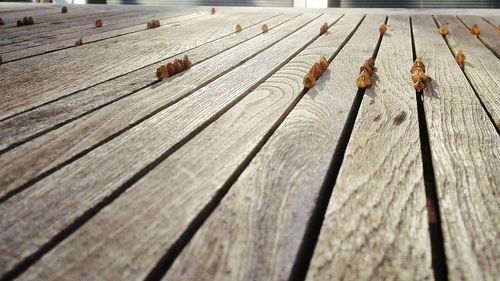 Close-up of lizard on hardwood floor