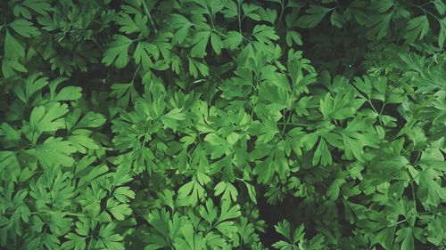 Full frame shot of fresh green plants