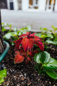 Close-up of leaves on plant