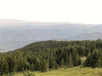 Scenic view of pine trees and mountains against sky