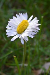 Close-up of white daisy flower