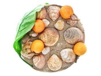 High angle view of eggs against white background