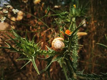 Close-up of snail on plant