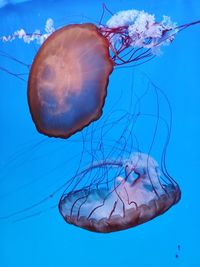 Close-up of jellyfish swimming in sea