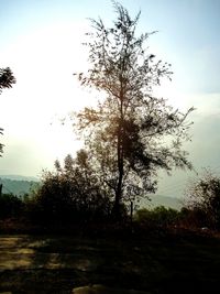 Bare trees on field against sky