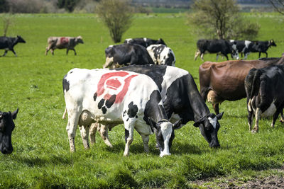 Cows grazing in a field