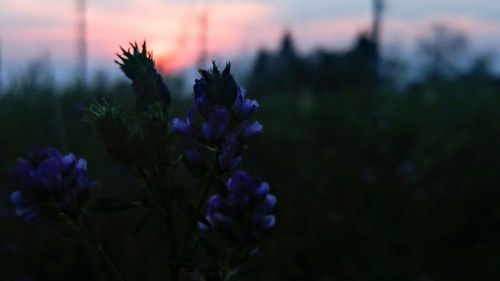 Close-up of purple flowering plants on field against sky