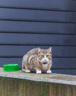 Portrait of cat sitting on wooden fence