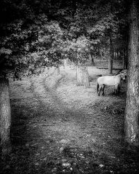 Horse grazing on field in forest