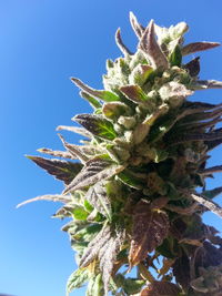 Low angle view of tree leaves