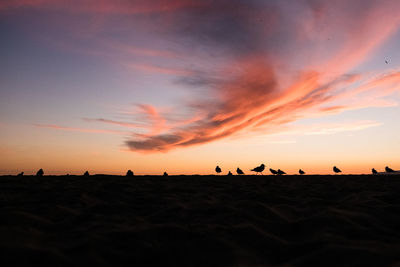 Seagulls at beach against sky during sunset