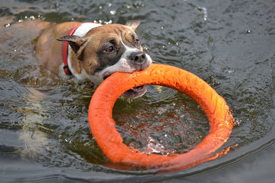 Close-up of dog swimming in lake