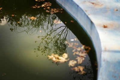 Reflection of trees in water