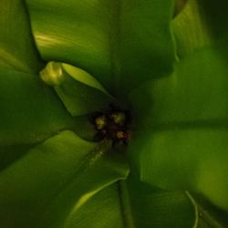 Close-up of insect on plant