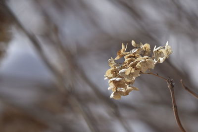 Close-up of wilted plant