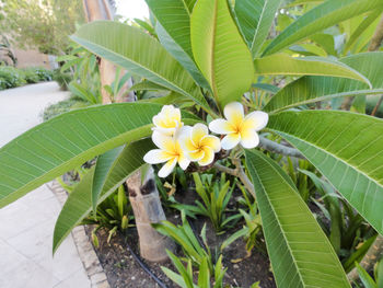 Close-up of frangipani blooming outdoors