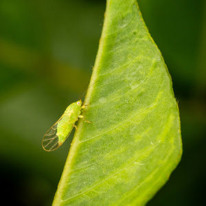 Close-up of insect on leaf