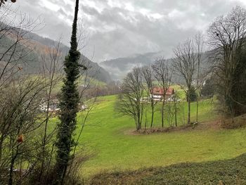 Trees on field against sky