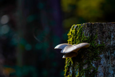 Close-up of mushroom growing on tree trunk