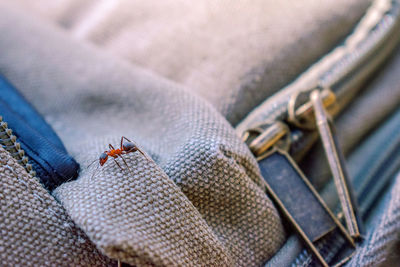 High angle view of ant on backpack