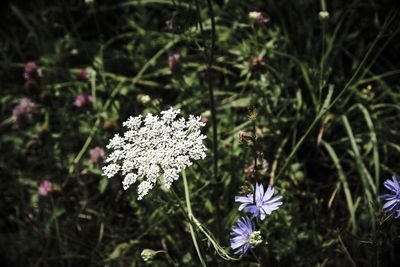 Close-up of flowers blooming outdoors