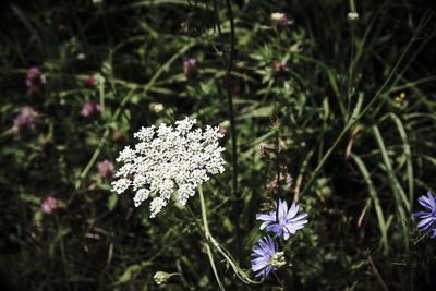 Close-up of flowers blooming outdoors