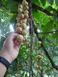 Cropped image of person holding fruits on tree