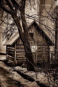 Bare tree against building