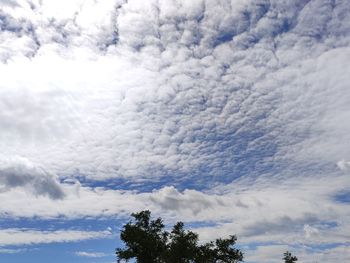 Low angle view of trees against sky