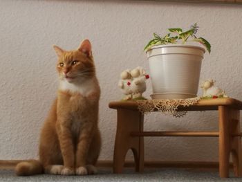 Cat sitting on potted plant