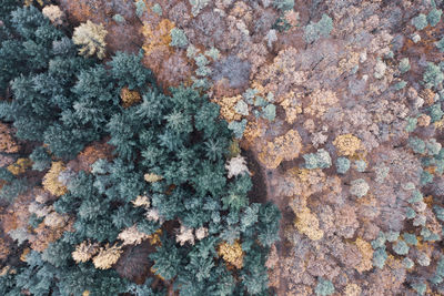 High angle view of lichen on wall