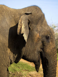 indian elephant