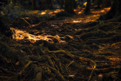 Full frame shot of trees in forest