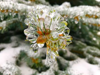 Close-up of frozen plant