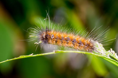 Close-up of insect on plant