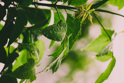 Close-up of fresh green leaves on plant