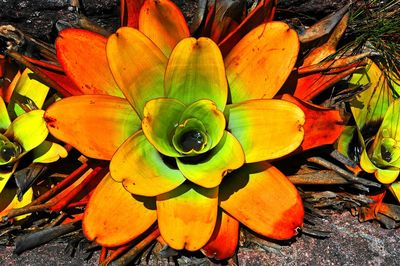 Plants growing in water