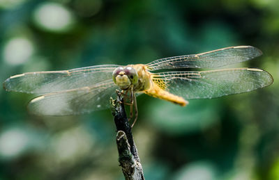 Close-up of insect on branch