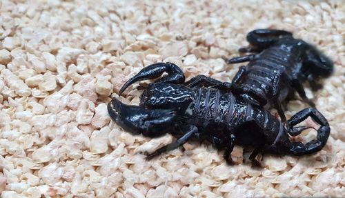 High angle view of black insect on land