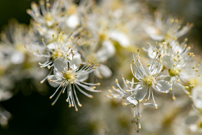 Flower in meadow